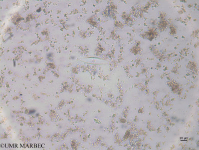 phyto/Brazilian_Nordeste/Northeastcoast_station43/ABRACOS1 October 2015/Pleurosigma virginiacum (st45_15-Pleurosigma_cfsp3170815_001_ovl)(copy)_thumb.jpg